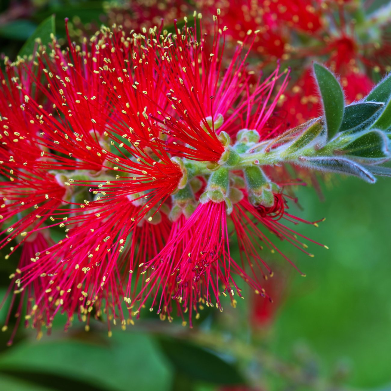 Obrázok Tyčinkovec vŕbovitý (Callistemon viminalis) ´RED ROCKET´® - výška 10-20 cm, kont. C2L
